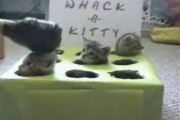 whack-a-kitty