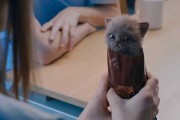 What Do Cute Kittens & Digestive Biscuits Have in Common?