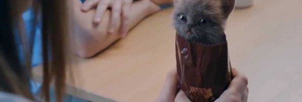 What Do Cute Kittens & Digestive Biscuits Have in Common?