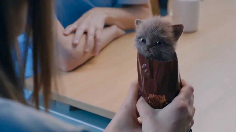 What Do Cute Kittens & Digestive Biscuits Have in Common?