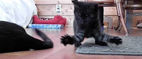 Cute Kittens’ Favorite Toy